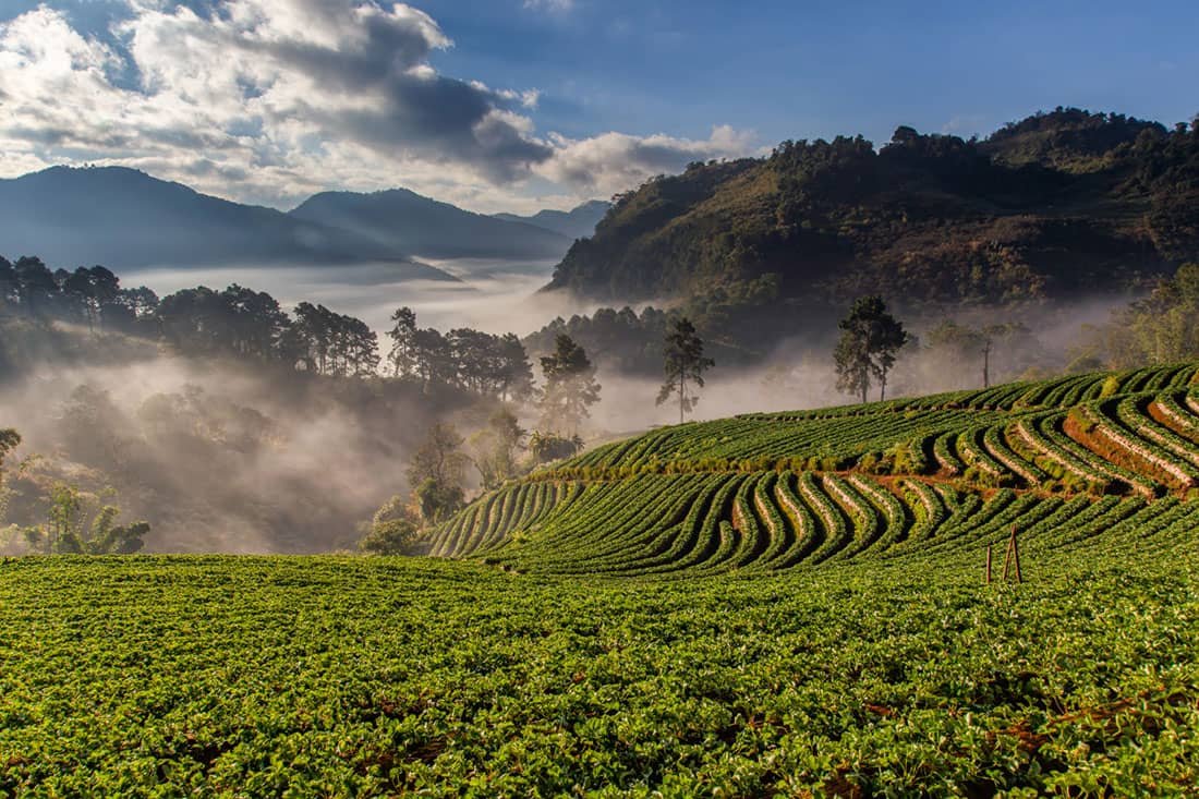 The 10 Top Tea Brands in the World - Wholesome Teas: The Best Place to ...